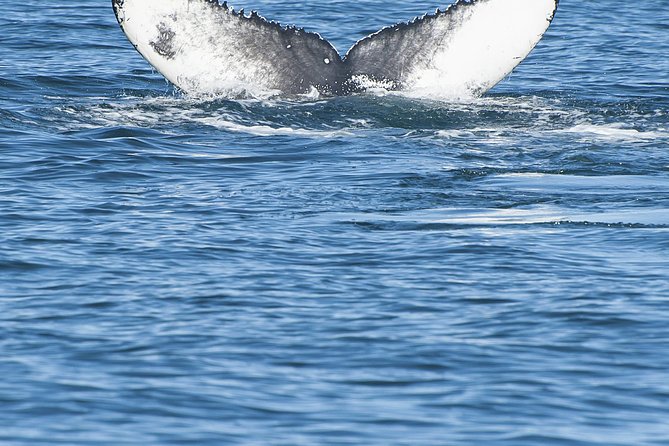 Iceland Super Saver: Puffin Cruise Plus Whale-Watching Tour From Reykjavik - Common Questions