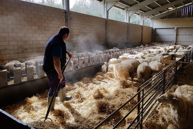 Idiazabal Cheese Farm and Basque Cider House Lunch From San Sebastian - The Sum Up