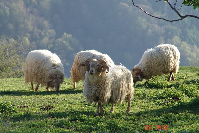 Idiazabal Cheese Farm Visit With Tasting - The Sum Up