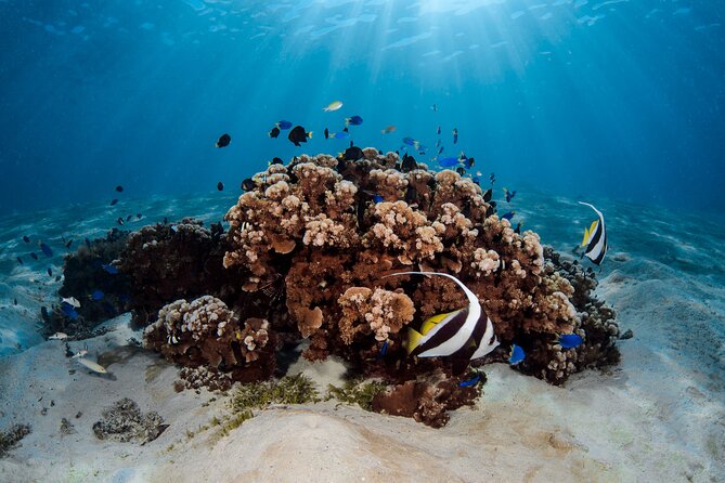 Introductory Dive in Bora Bora (afternoon) - Common Questions