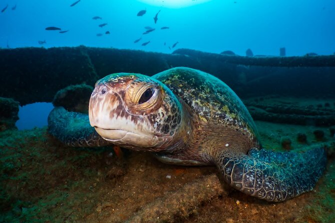Introductory Diving Class in the Cozumel Reefs - Capturing Memories: Photography and Video Options