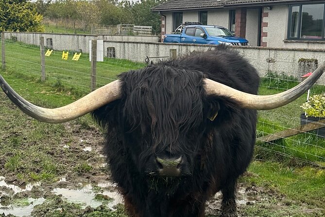 Invergordon: Scottish Highlands Shore Excursion W/ Distillery - Marys Excellent Guiding