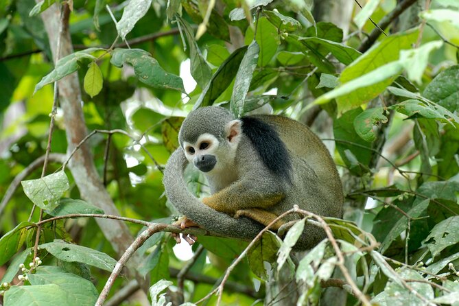 Iquitos Private 5-Day Wildlife Spotting Tour - Directions and Contact Information