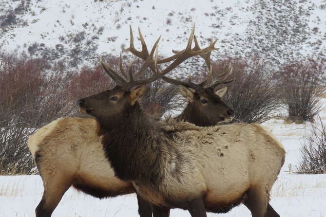 Jackson Hole & Grand Teton Park - Full-Day Wildlife Tour - Capturing Unforgettable Moments on the Tour