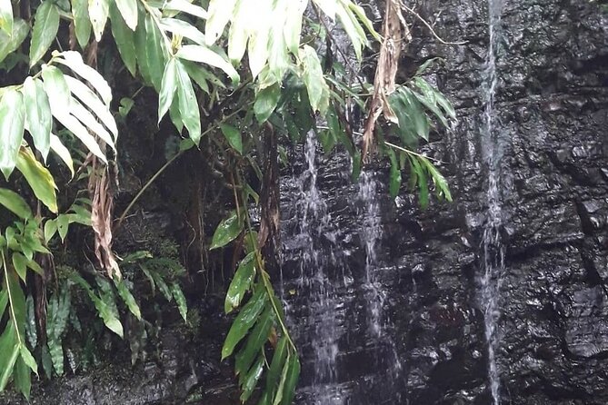Jamaica Blue Mountain Guided Nature Tour - The Sum Up