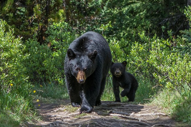 Jasper Evening Wildlife Tour - Tour Experience and Viator Information