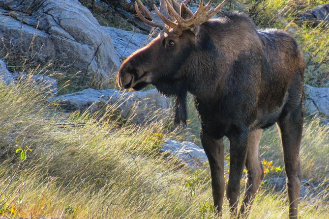 Jasper to Banff One-Way Tour - Memorable Experiences