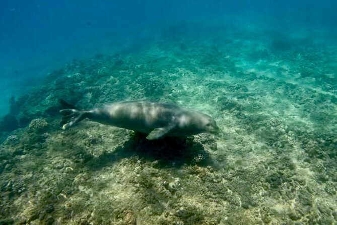Jet Snorkeling in Turtle, Dolphin and Monk Seal Bay - Reviews and Assistance