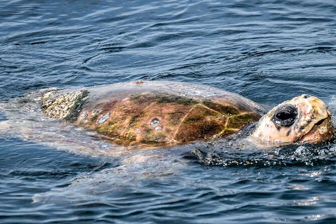 Julian Rocks Byron Bay: Coastal Discovery Cruise - Booking and Pricing Information