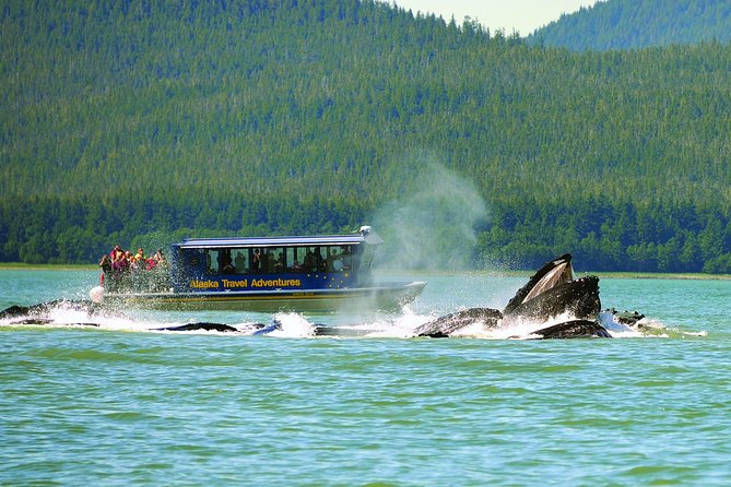 Juneau Whale Watching and Salmon Bake - Positive Experiences