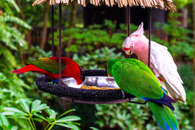Jurong Bird Park Bird Photography - What to Expect at Jurong Bird Park