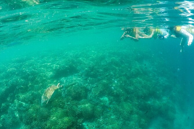 Kaneohe Sandbar Snorkeling Tour / 1st Tour - Relaxing and Beautiful Experience