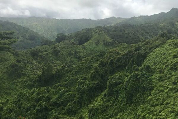 Kauai: Half-Day Kauaʻi Adventure - Common Questions
