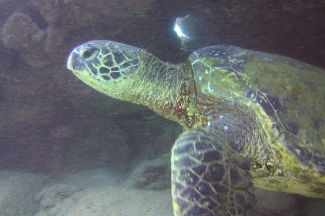 Kauais Ultimate Discover Scuba Dive - OCEAN EXPERIENCE (1 Tank Dive) - Confirmation and Cancellation Policy