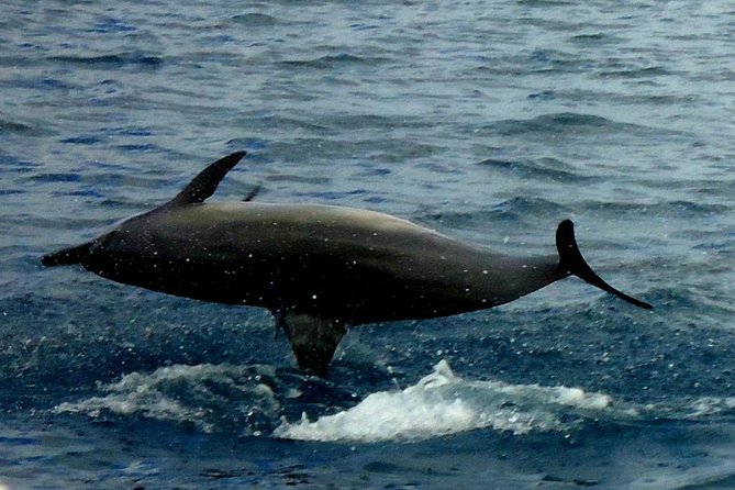 Kawaihae Luxury Snorkel Cruise & Wildlife Watch With Lunch - Directions