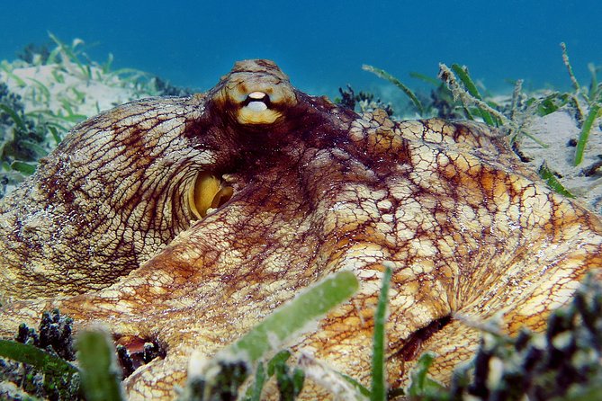 Kayak and Sea Turtle Snorkel With Beach Break - Directions
