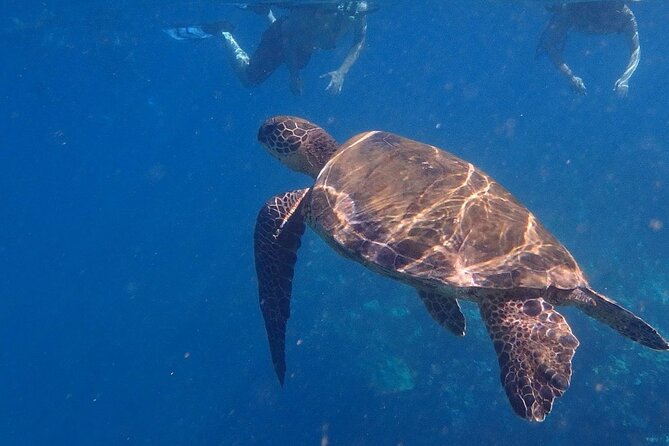 Kayak and Snorkel - South Shore Turtle - Weather and Turtle Abundance