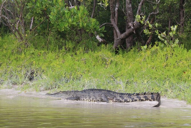 Kayak Experience in the Mangroves of Holbox Island - Convenient Pickup and Transportation Details