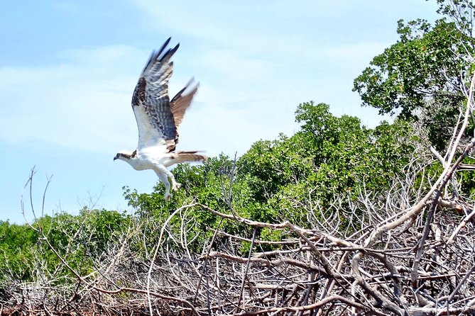 Kayaking Tour of Mangrove Tunnels in South Florida  - Fort Lauderdale - Common Questions