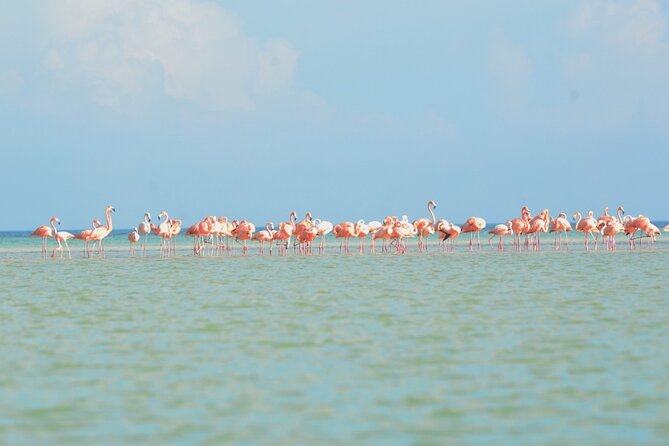 Kayaking Tour Through the Mangroves in Isla Holbox - Common Questions