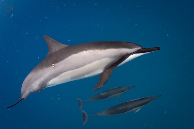 Kealakekua Bay (Captain Cook) Snorkeling - What to Expect During the Snorkeling Trip