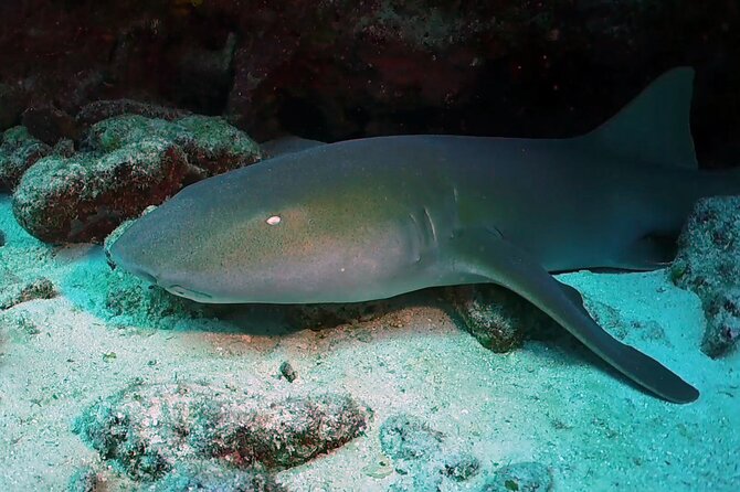 Key Largo 2-Tank Scuba Dive Trip Within Pennekamp Reserve - The Sum Up