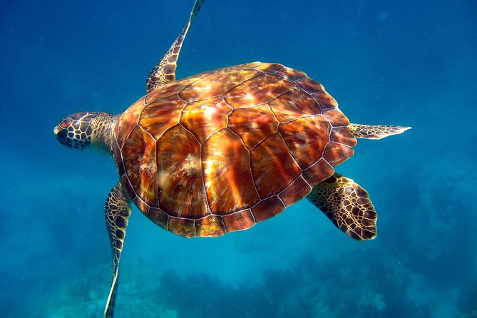 Key Largo Snorkeling Tour - Rental Mask, Fins and Vest INCLUDED - Common Questions