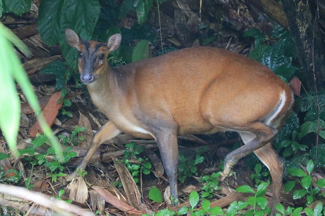 Khao Sok Wildlife 2 Days - Longtail Boat Journey