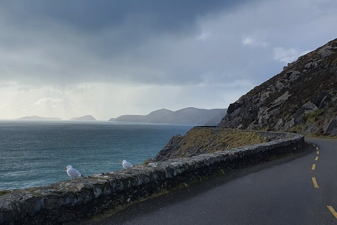 Killarney to Shannon Airport ,Private Chauffeur Transfer . - Common Questions