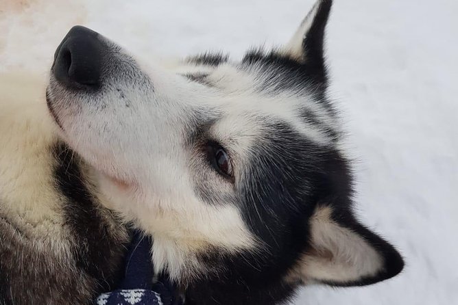 Kiruna, Swedish Lapland: Private Dog Sledding With Lunch - Meeting and Pickup