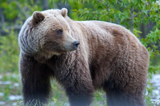 KLUANE NATIONAL PARK - Day-Trip From Whitehorse - Common Questions