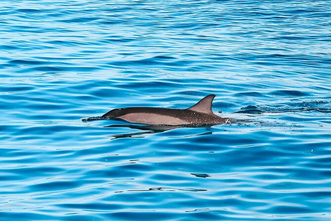 Kona: 3 Hour Dolphin Watch, Double Snorkel, & BBQ Lunch - Good To Know