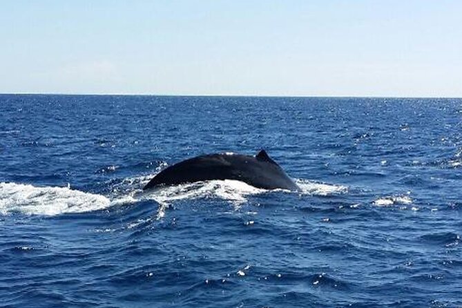 Kona, Hawaii: Whale-Watching Tour on a Catamaran  - Big Island of Hawaii - Common Questions
