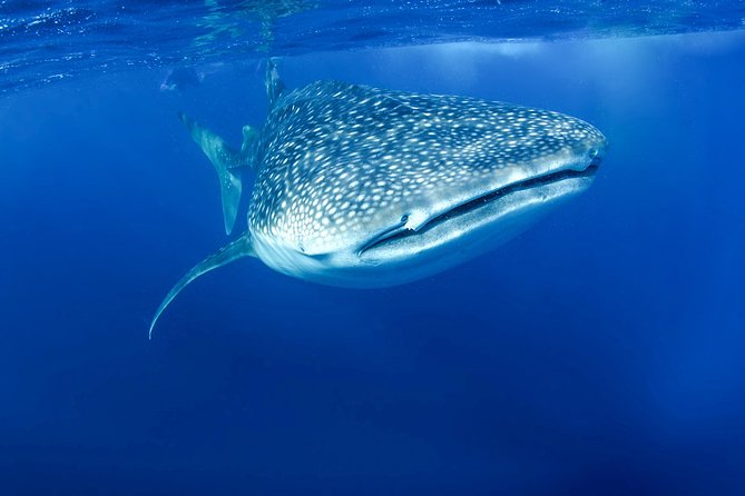 La Paz Whale Shark Snorkeling Tour and Lunch From Los Cabos - Directions