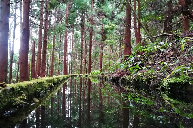 Lagoa Do Fogo Walking Tour With Lunch From Ponta Delgada - What to Expect on the Lagoa Do Fogo Walking Tour