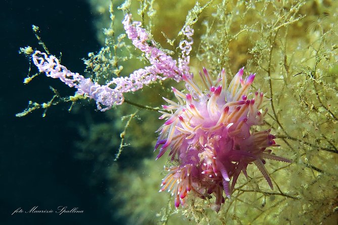 Land and Boat Diving at All Recreational and Technical Levels - Safety Measures and Precautions