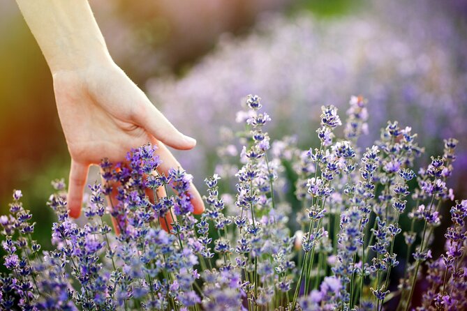 Lavender Route - Small-Group Day Trip From Avignon - Lavender Fields and Provence Villages