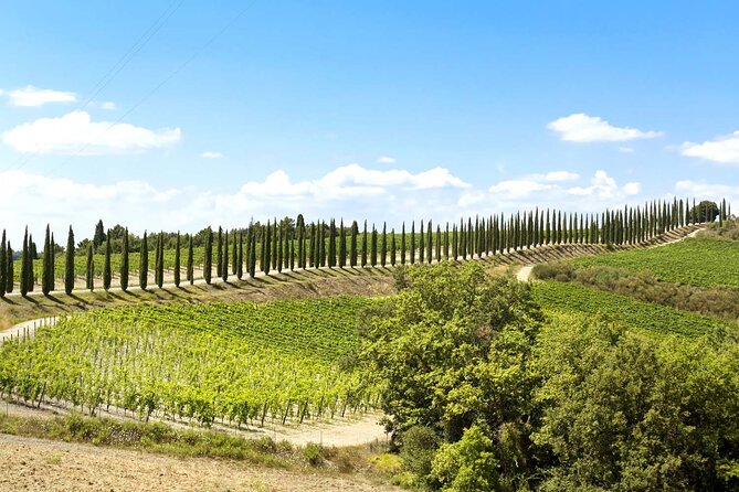 Livorno Shore Excursion: Bolgheri and Supertuscan Private Tour - The Sum Up