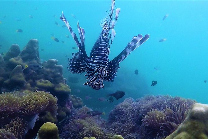 Local Reef Snorkelling and Deserted Beach - Background Information