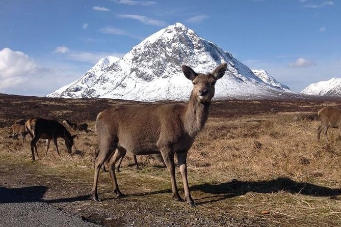 Loch Ness, Glencoe, and the Highlands Day Trip From Glasgow - The Sum Up
