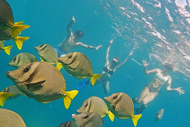 Los Cabos Snorkeling Tour by Speed Boat With Photos Included - End Point and Cancellation Policy