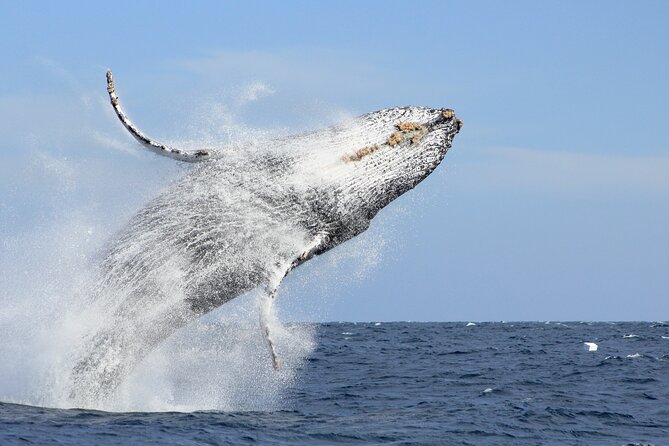 Los Cabos Whale Watching (Transportation and Pictures Included) - End Point of the Activity
