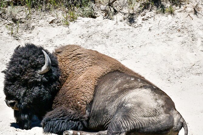 Lower Loop Yellowstone - Hydrothermal & Wildlife - Inclusions and Amenities