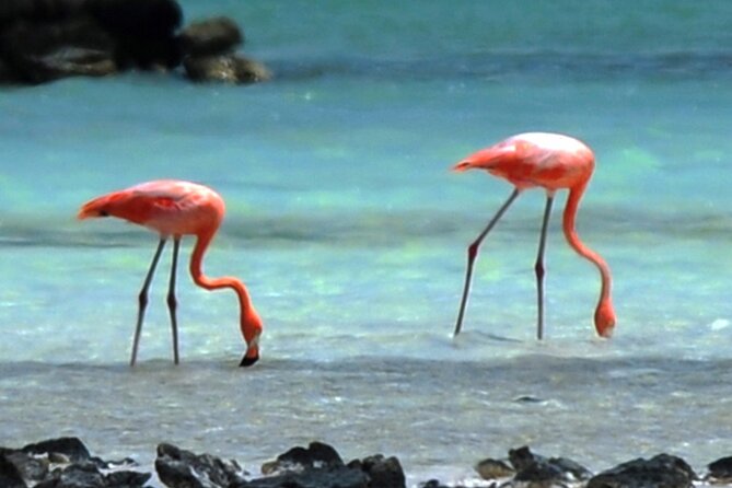 Lucs Private Group Bonaire Open Bus Tour - Common Questions