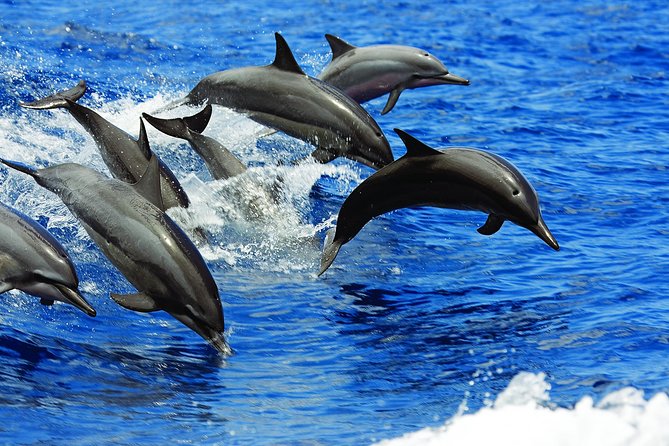 Luxury Hawaiian Sea Turtle, Dolphin Sail and Kona Snorkel - Value for Money