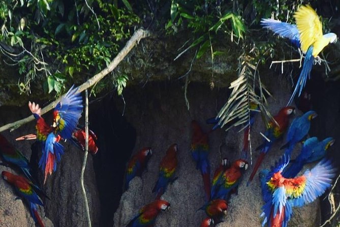 Macaw Claylick (Chuncho Most Visited) Full Day - How to Book the Macaw Claylick Tour