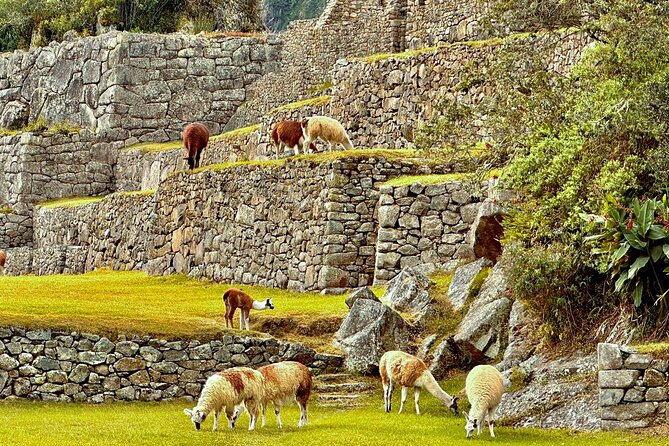 Machu Picchu by Train Full Day - Meeting and Pickup