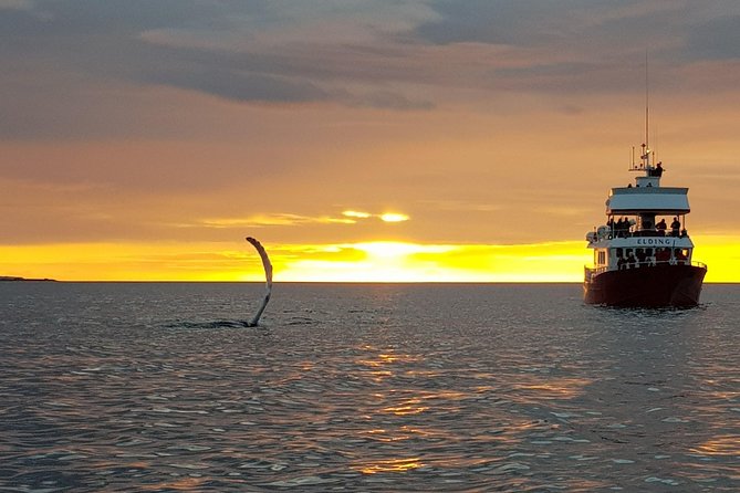 Magical Whales in the Midnight Sun From Reykjavik - Common Questions