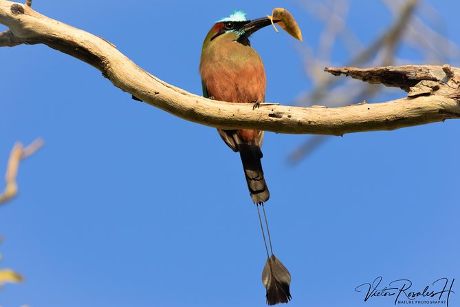 Mahahual and Costa Maya Birdwatching - Important Information for Booking and Cancellation