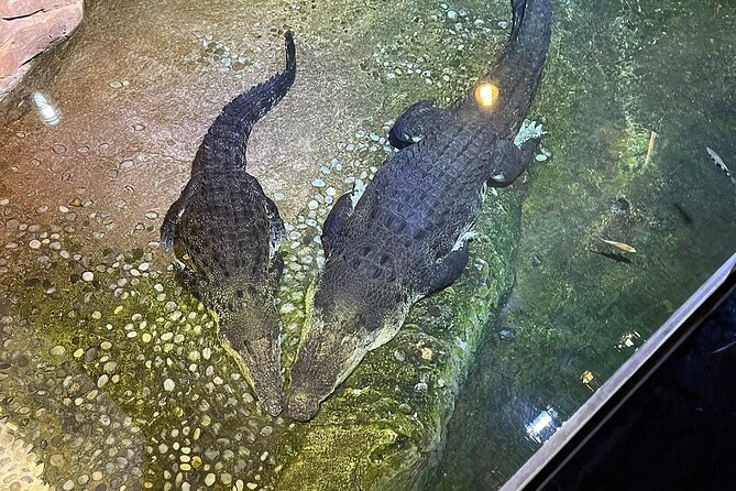 Mall Aquarium and Underwater Zoo - Common Questions